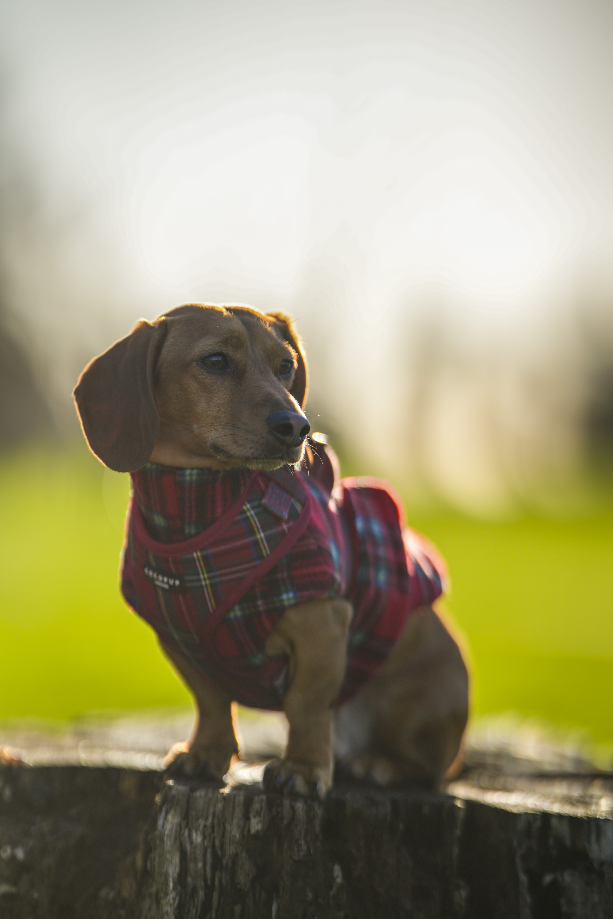 Test shots of a sausage dog dachshund with Sigma 135mm f/1.4 DG Art lens on a Sony A7R IV body