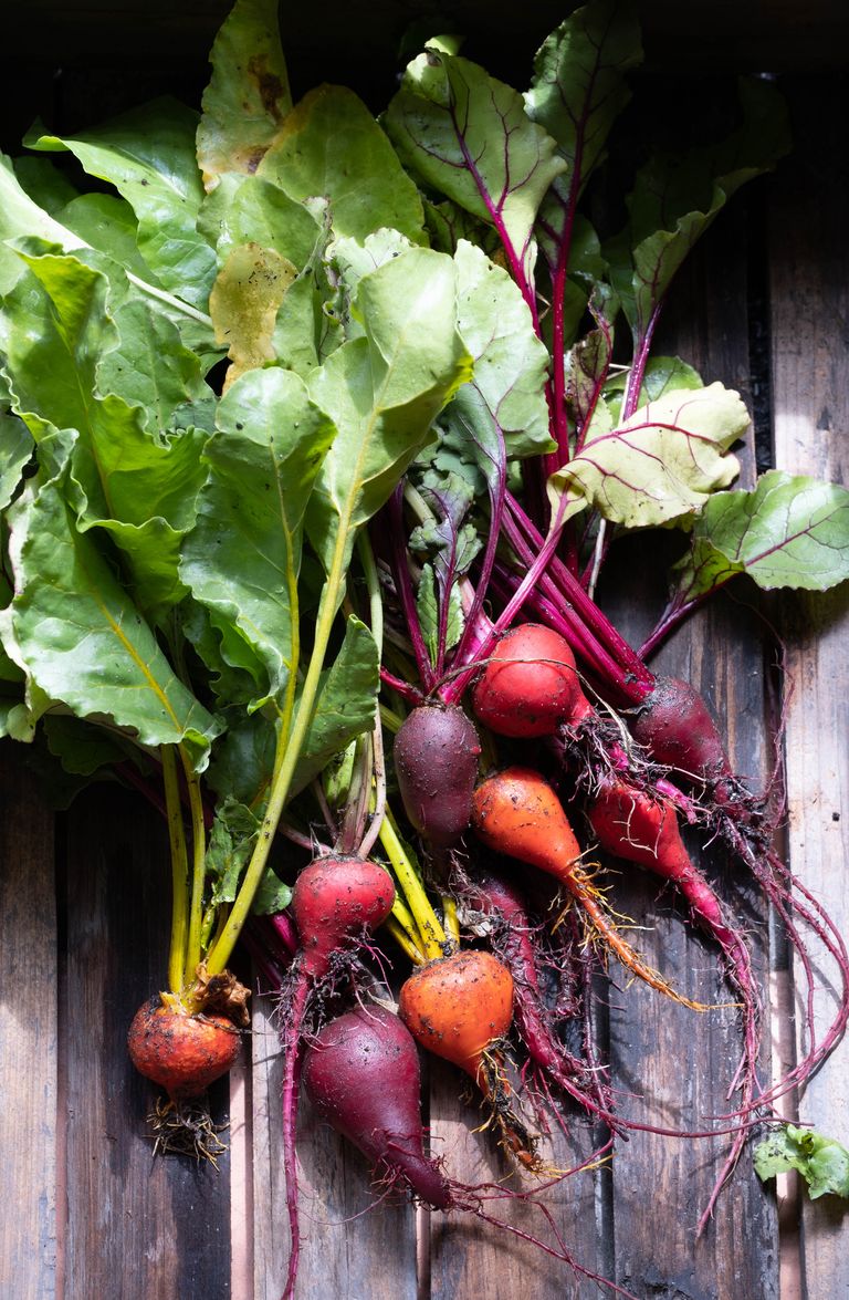 The 10 best vegetables you can plant in July Livingetc