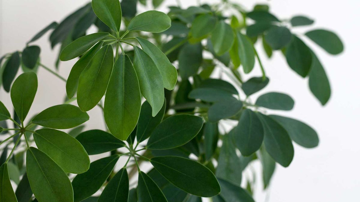 How To Propagate Schefflera: For More Umbrella Plants | Homes & Gardens