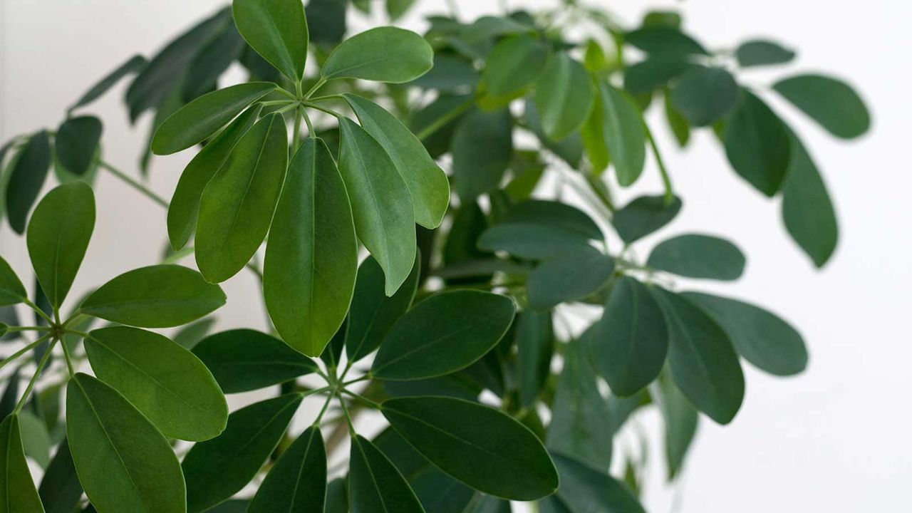 umbrella plant leaves