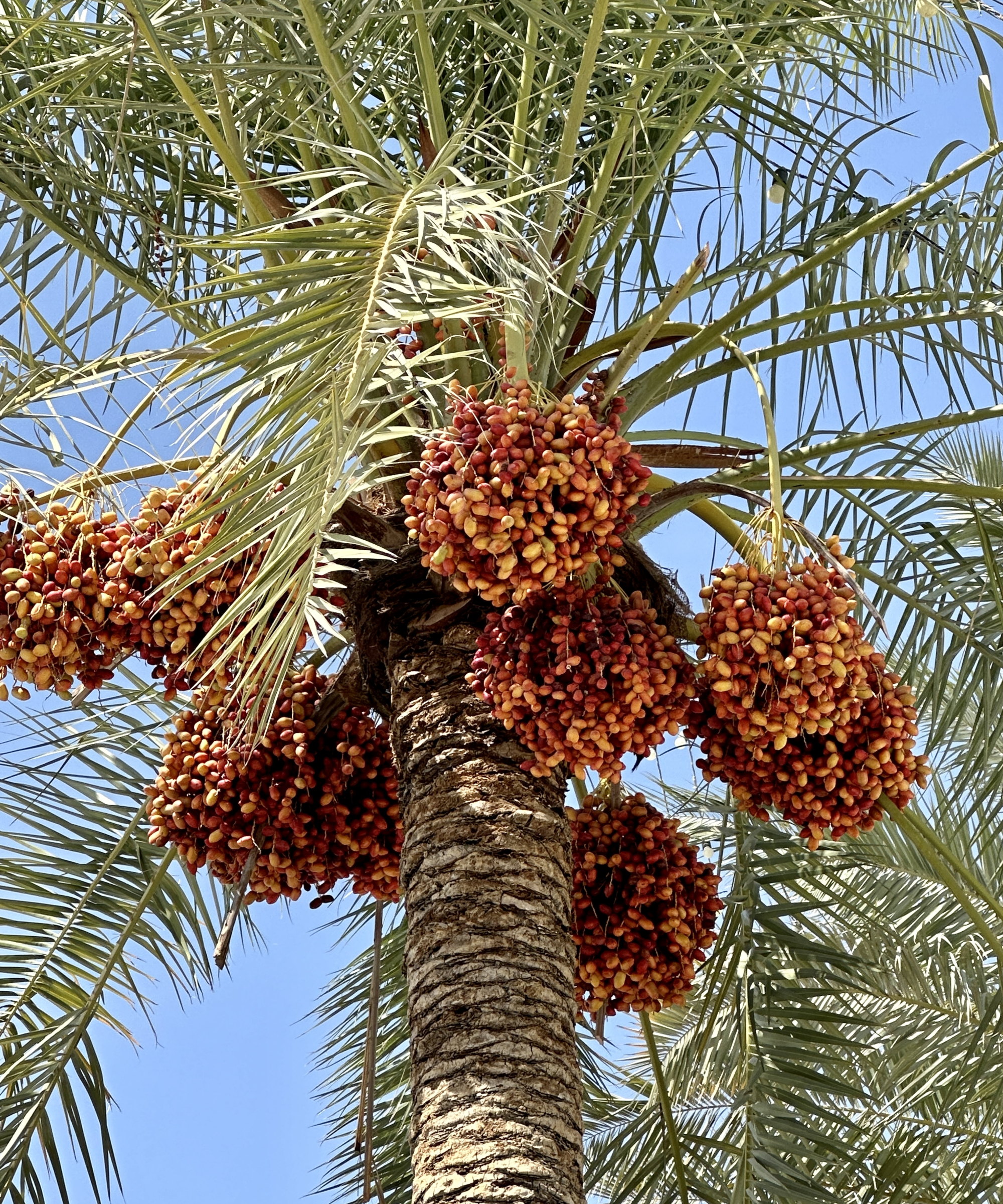 Date fruits ripening on a date palm tree