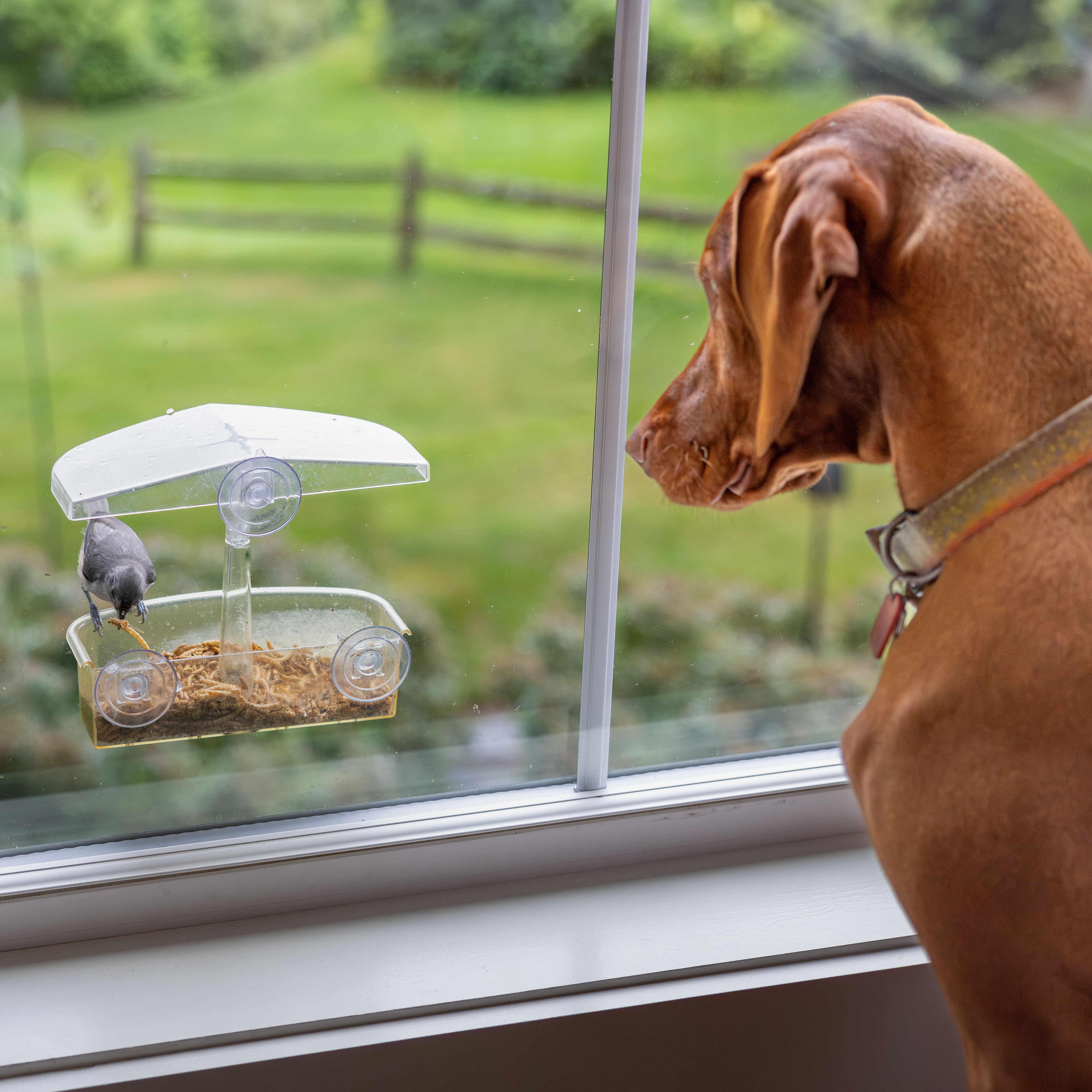 dog watching bird eating mealworms from suction bird feeder