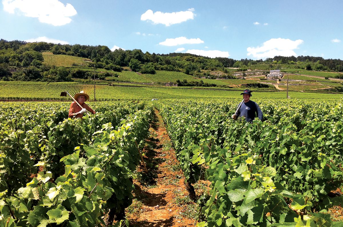 Top Morey-St-Denis 2019 en primeur wines | Decanter