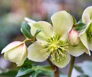 Hellebore with yellow flower