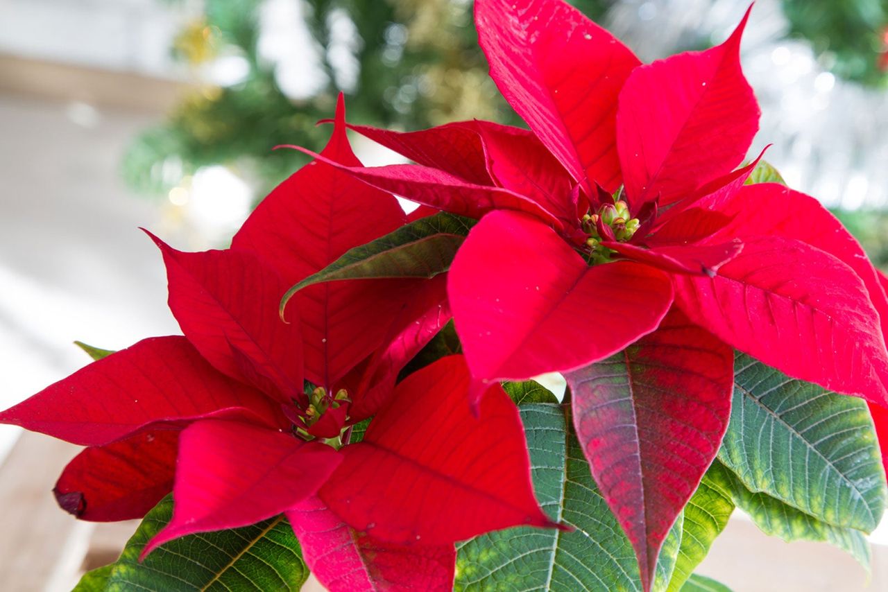 Poinsettia Flowers