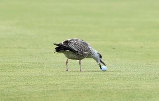 Seagull picking up golf ball