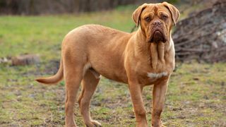 Dogue de Bordeaux