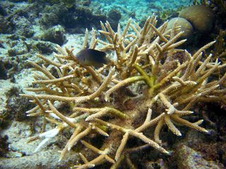 Staghorn Coral on reef