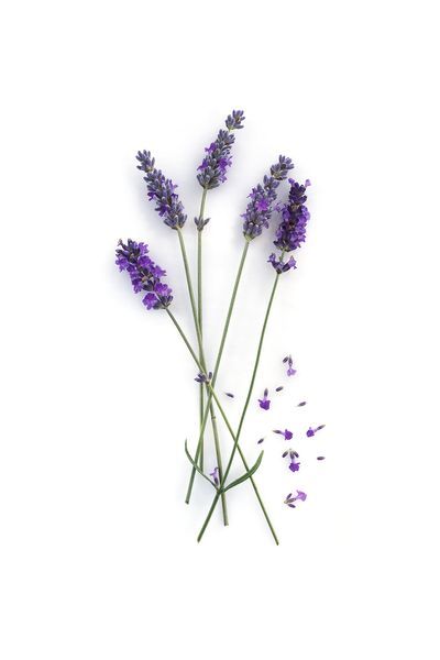 Lavender, Purple, Violet, Lavender, Botany, Flowering plant, Lilac, Plant stem, Pedicel, English lavender,