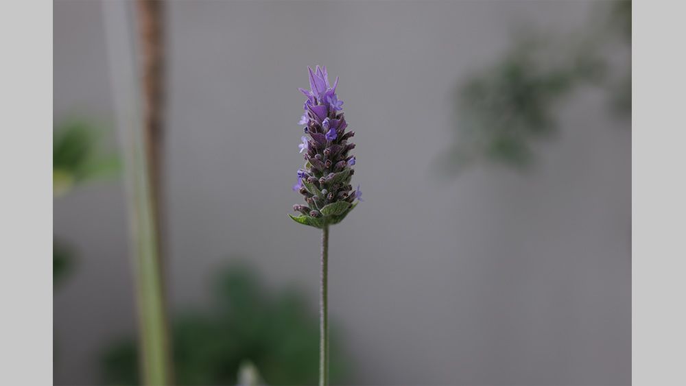 picture taken on the Canon EOS R5