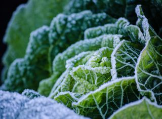 Winter garden ideas: cabbage