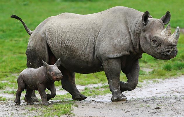 This charming documentary will have you going ‘Awww!’ for a full half-hour as the special bond between animal mothers and their newborns is caught on camera.