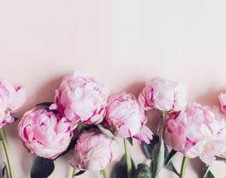 Pink peonies in a row on a light pink background