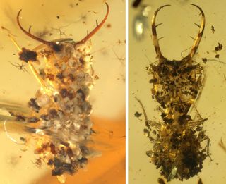 A close look at two antlion fossils in amber. Pieces of sand, grit and other debris cover the insects' backs.