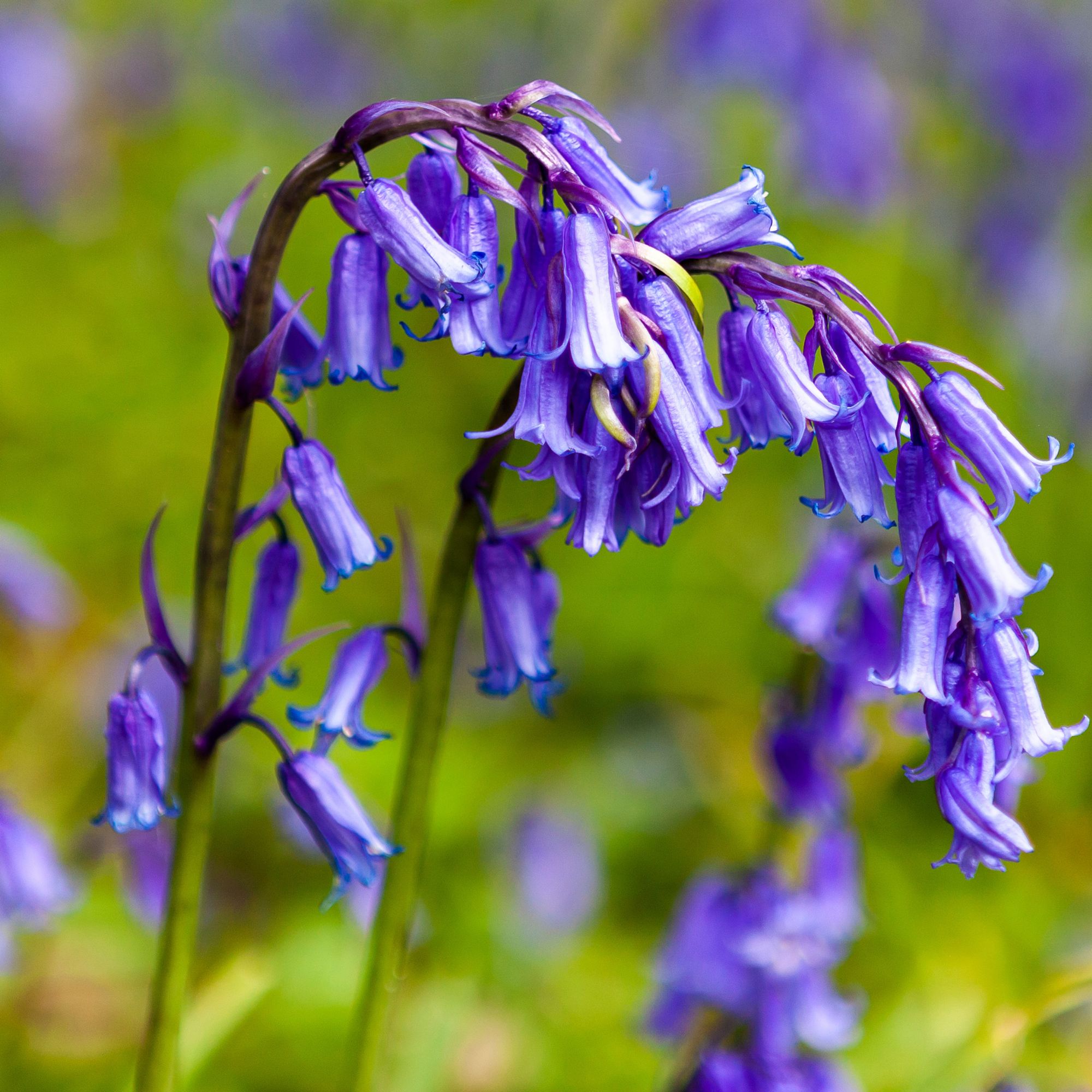 spring flowers in garden border