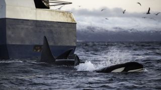 Orcas swim alongside a fishing boat to predate on its catch.