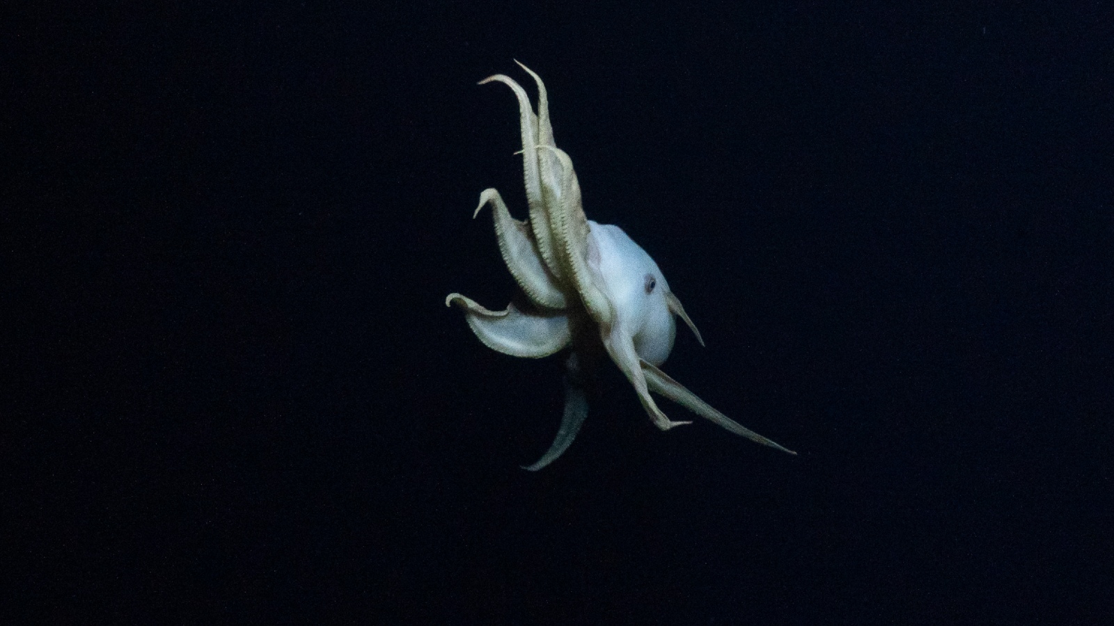 The dumbo octopus swimming through the dark deep sea