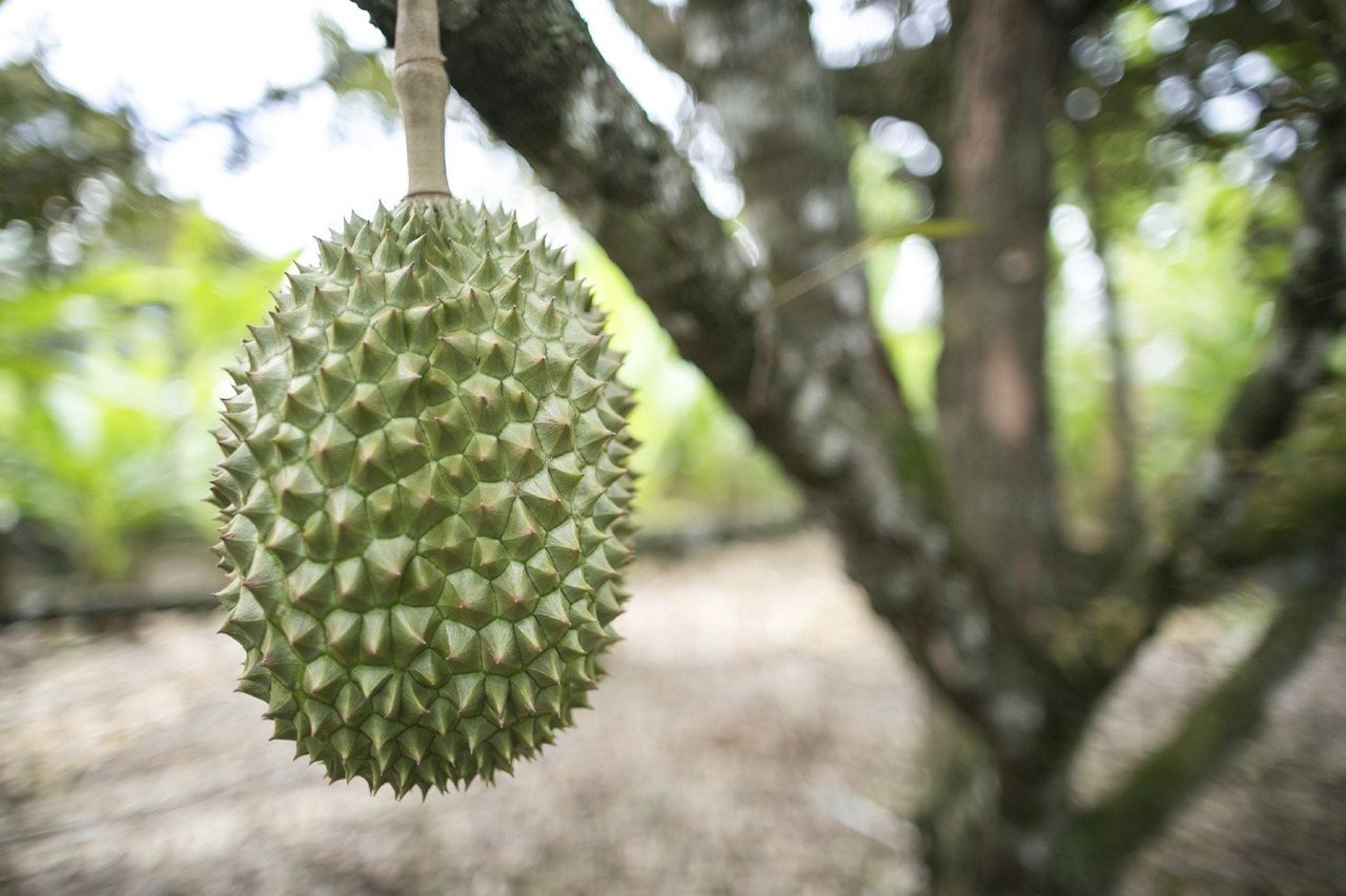 Spiky Durian Fruit