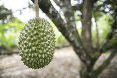 Spiky Durian Fruit