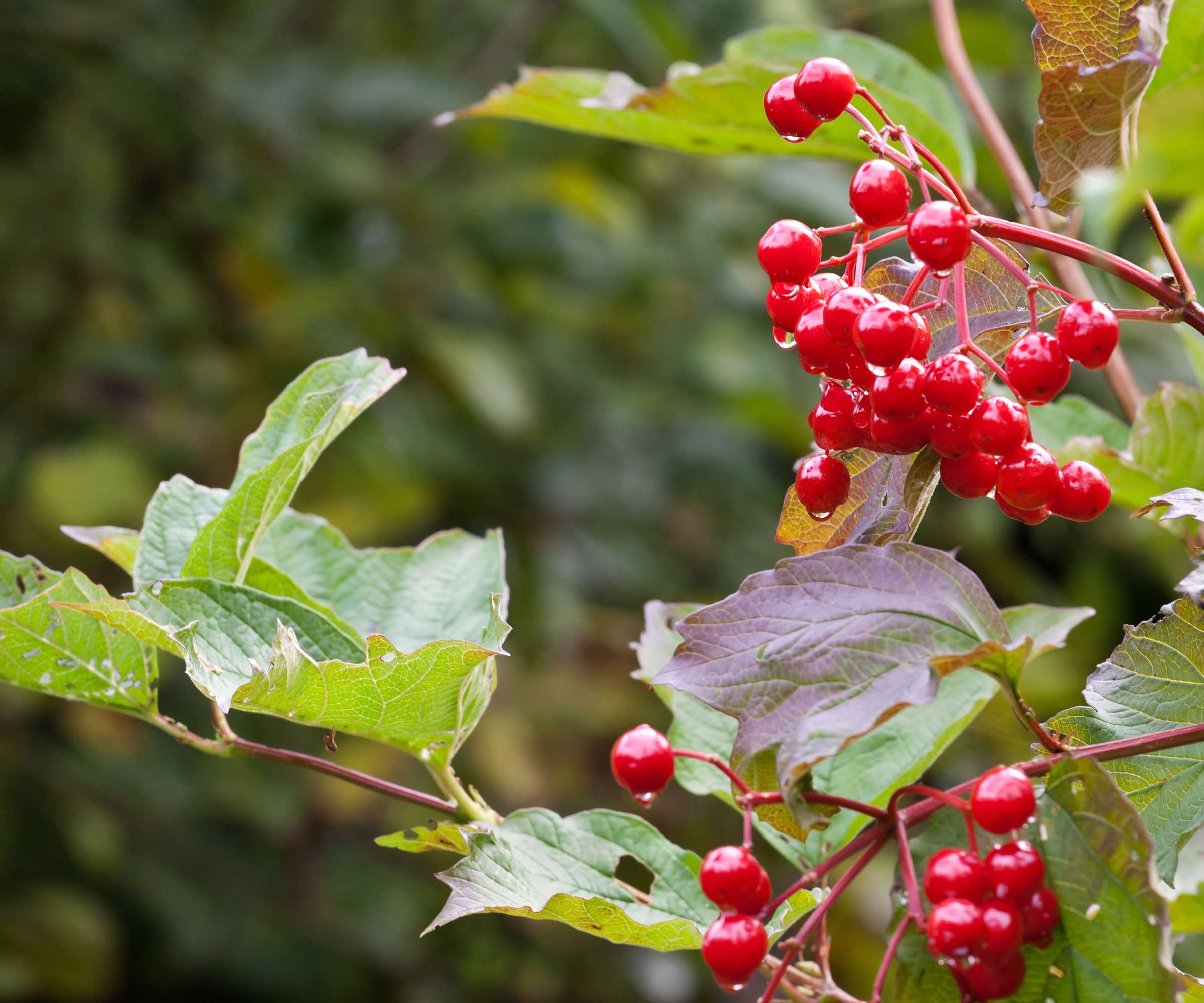 What is eating my viburnum leaves? Viburnum leaf beetle tips Homes