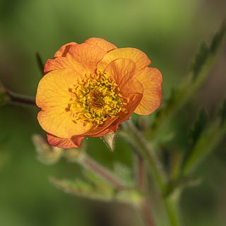 Close up of orange geum flower