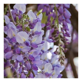 A close-up of purple wisteria