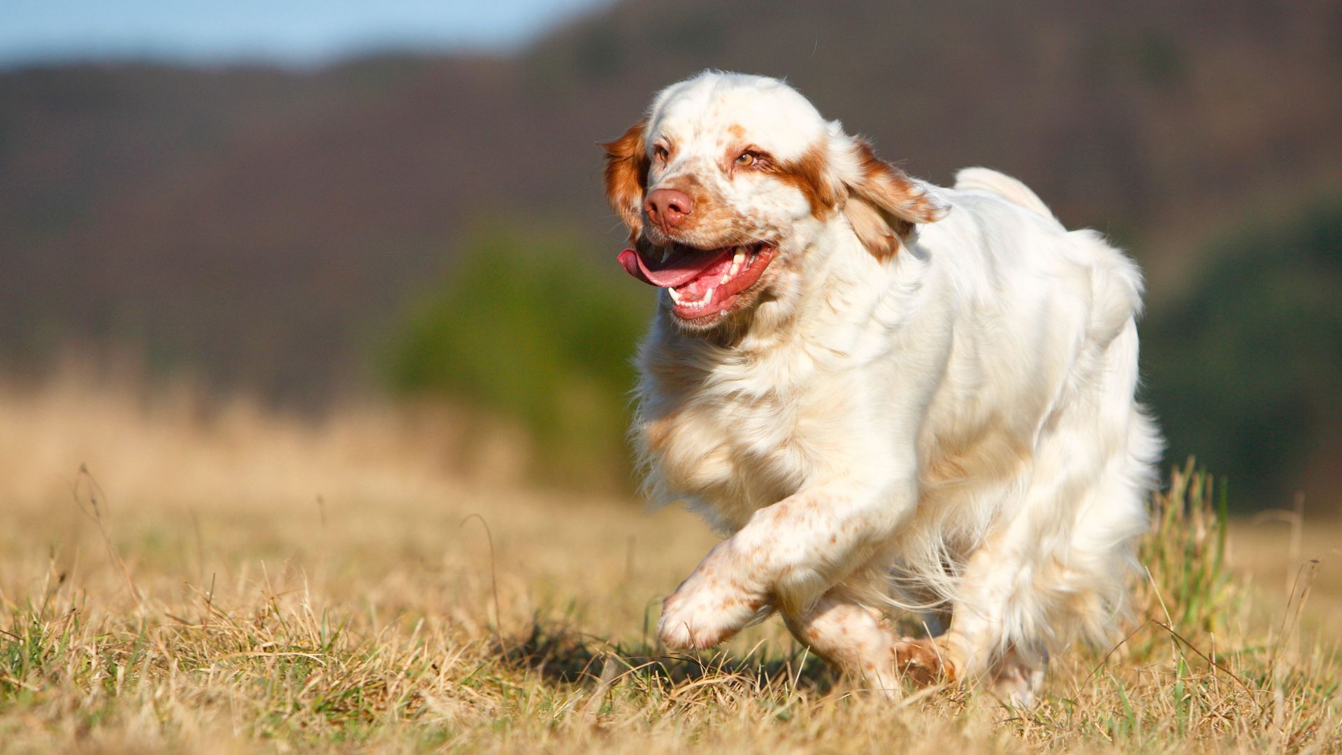 Clumber Spaniel running