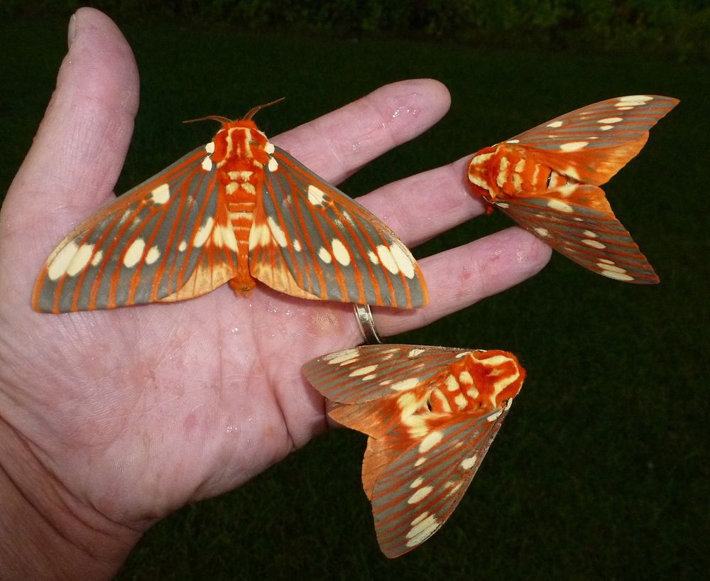 brown day feeding moths