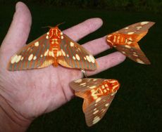 moths