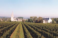 Loire reds vintage guide