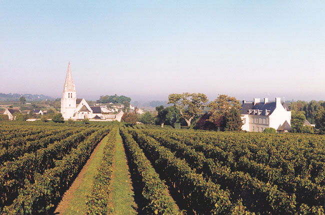 Loire reds vintage guide