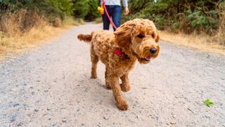 Dog going for a walk