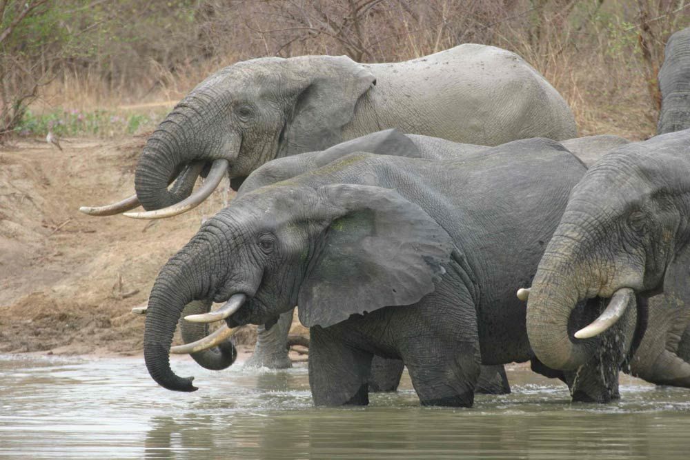 African Elephants