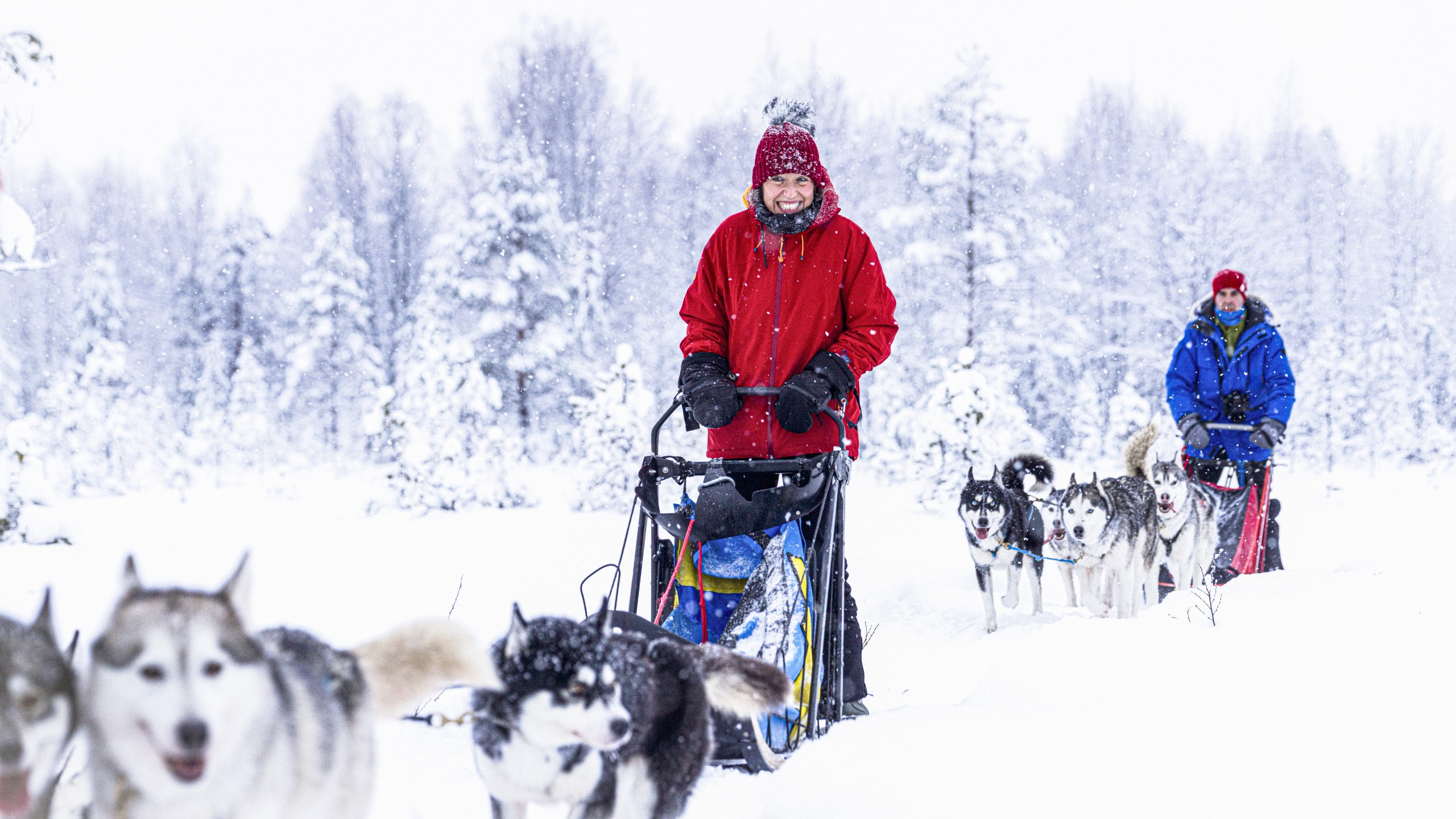 A woman with a big smile while riding on a dog sled pulled by huskies.