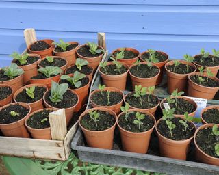 hardening off broad bean and sweet pea plants