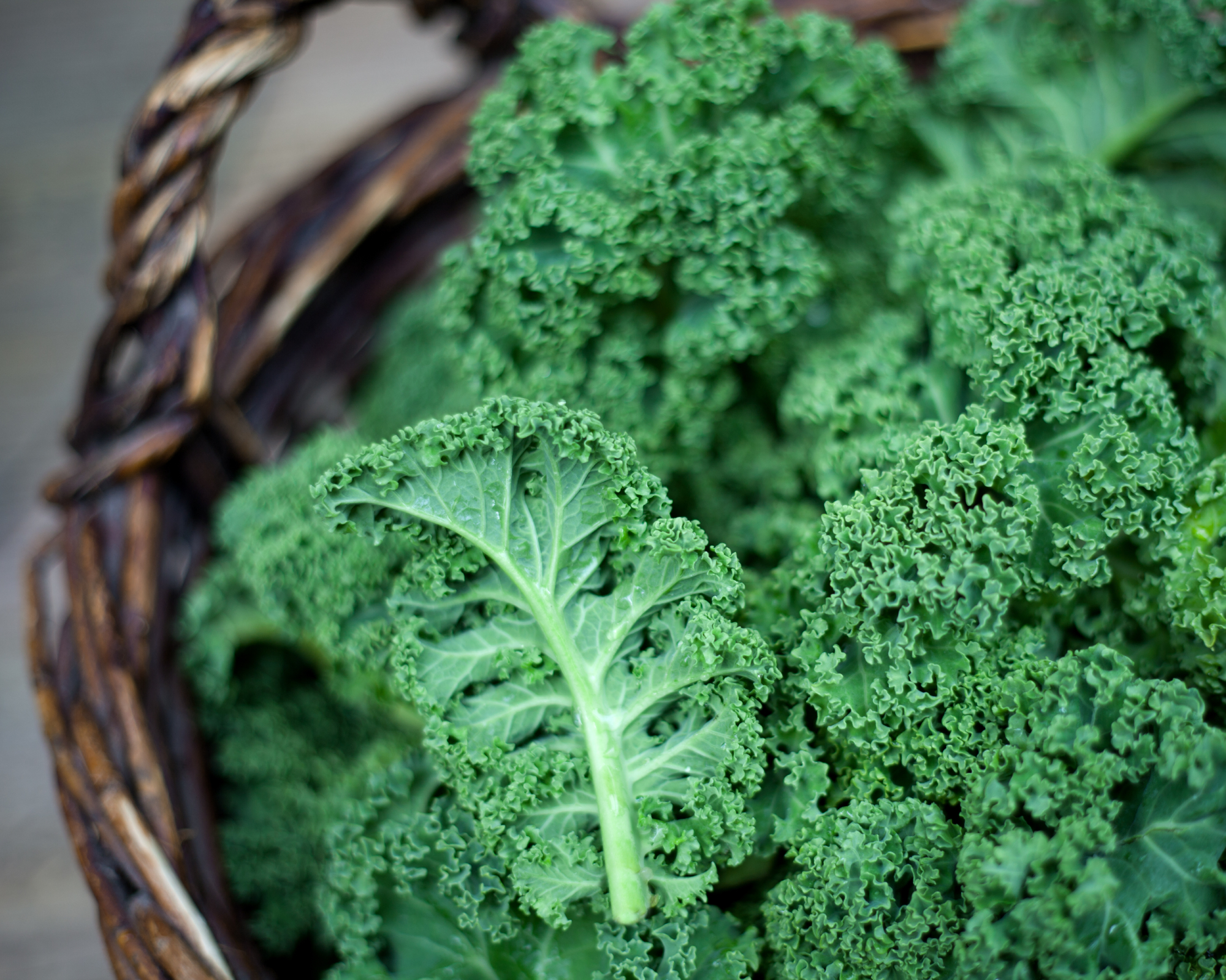 Kale Green cabbage in rustic basket on daylight winter vegetables