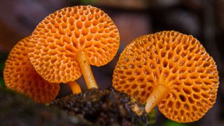 bright orange cyttaria gunnii fungi