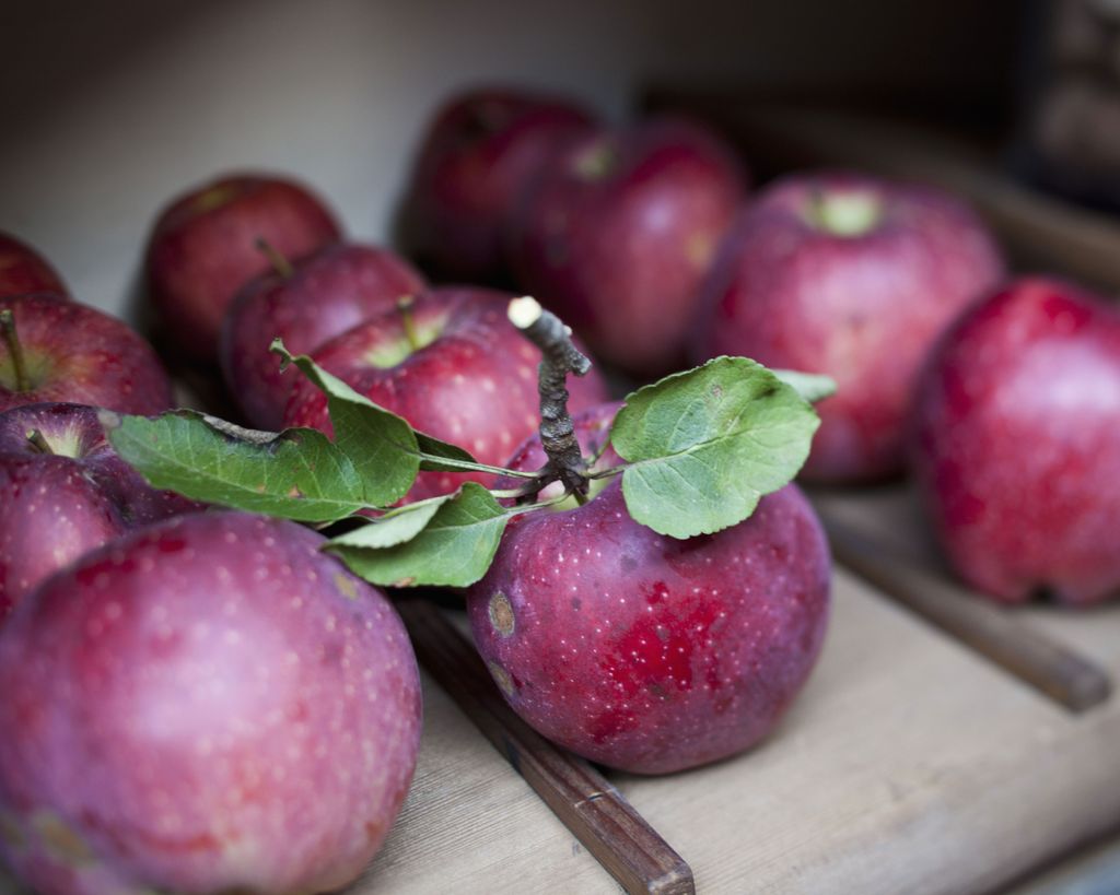How to store apples to keep them perfectly fresh for longer Homes
