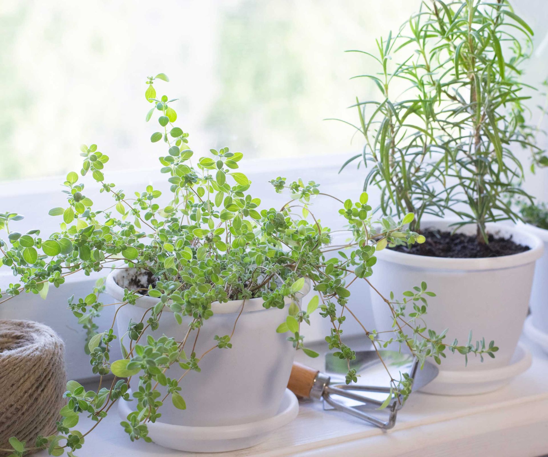 How to keep storebought herbs alive indoors 5 tips Homes & Gardens