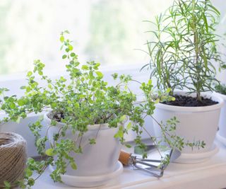 herbs on windowsill