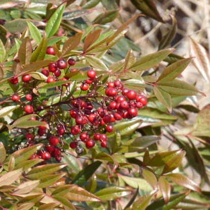 Shrub With Red Winter Berries