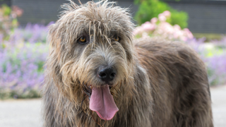 Irish wolfhound with their tongue sticking out