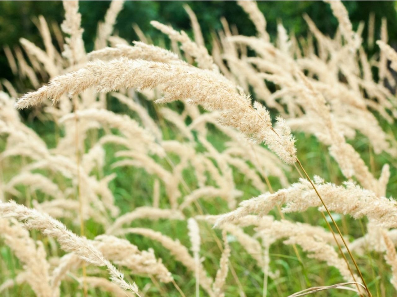 Korean Feather Reed Grass