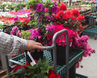 Customer's hand selecting annual flowers in a retail nursery.