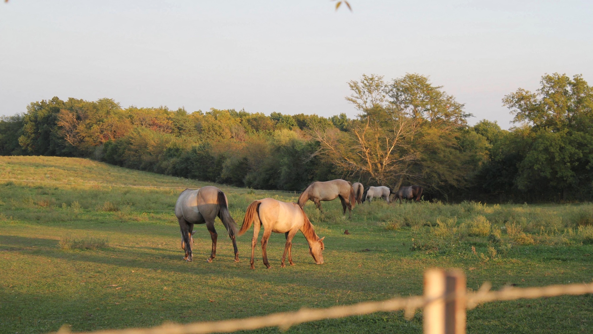 Horses grazing in a sunny field in autumn