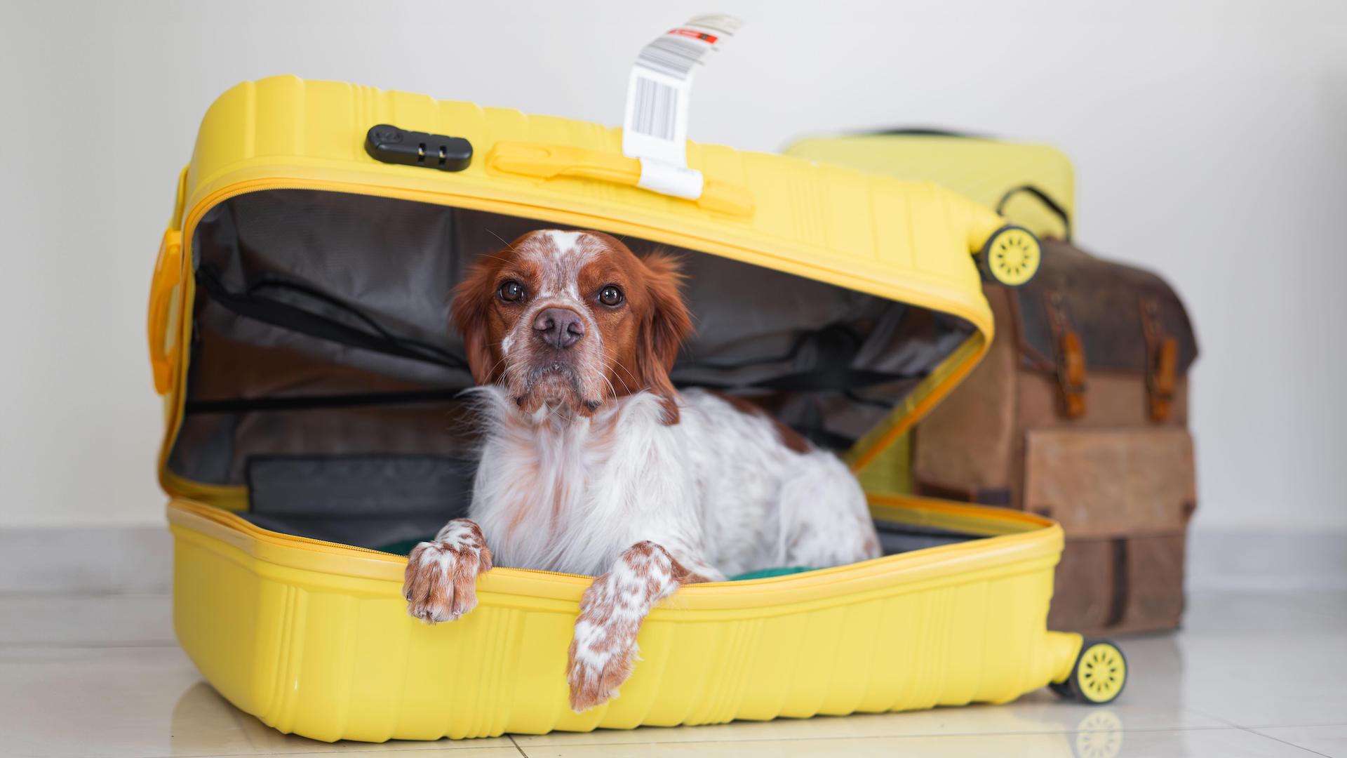 spaniel inside suitcase