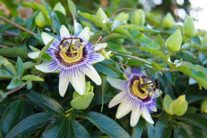 How Long Does Passion Flower Stay In Your System Tips & Information about Passion Flower | Gardening Know How