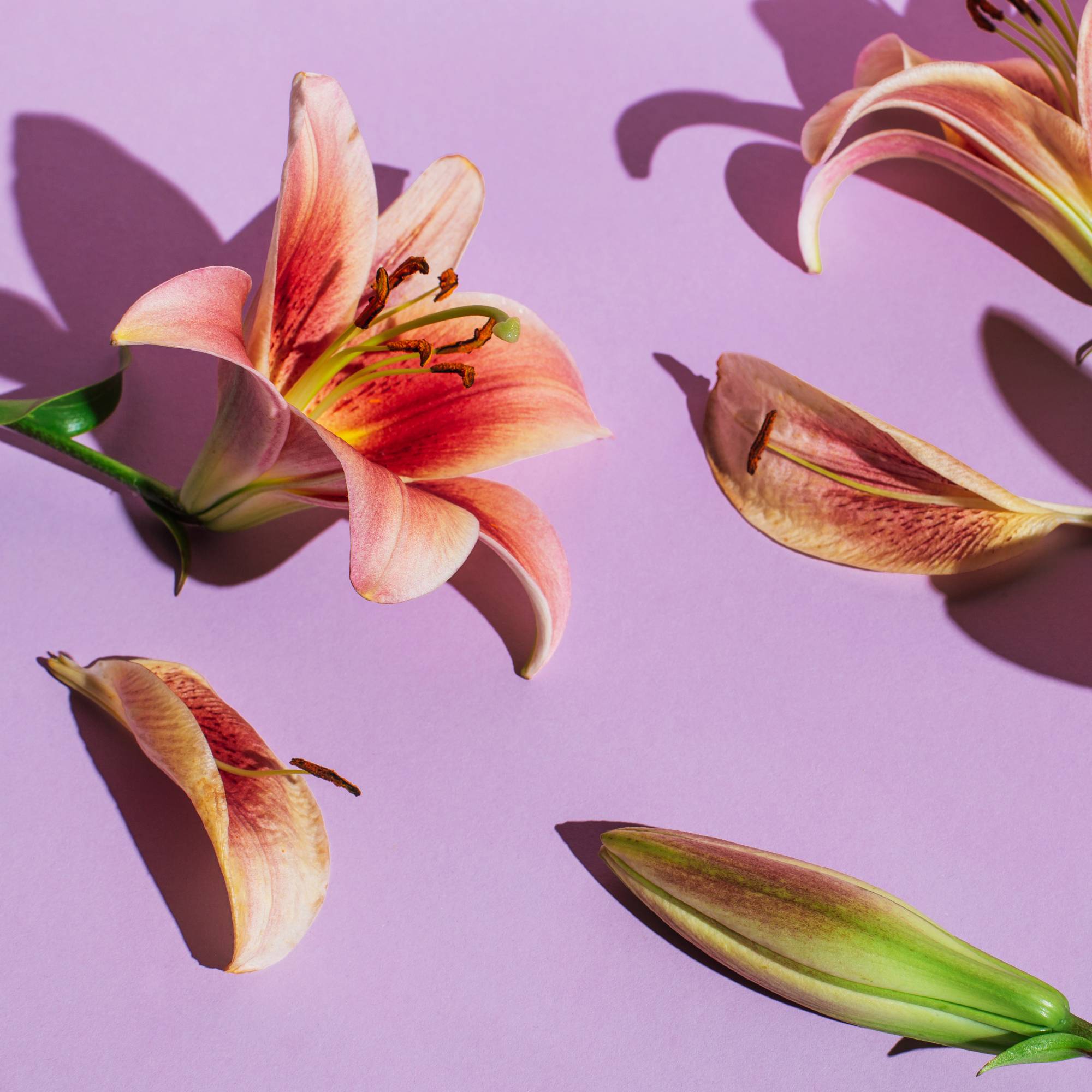 Parts of lilies on purple background