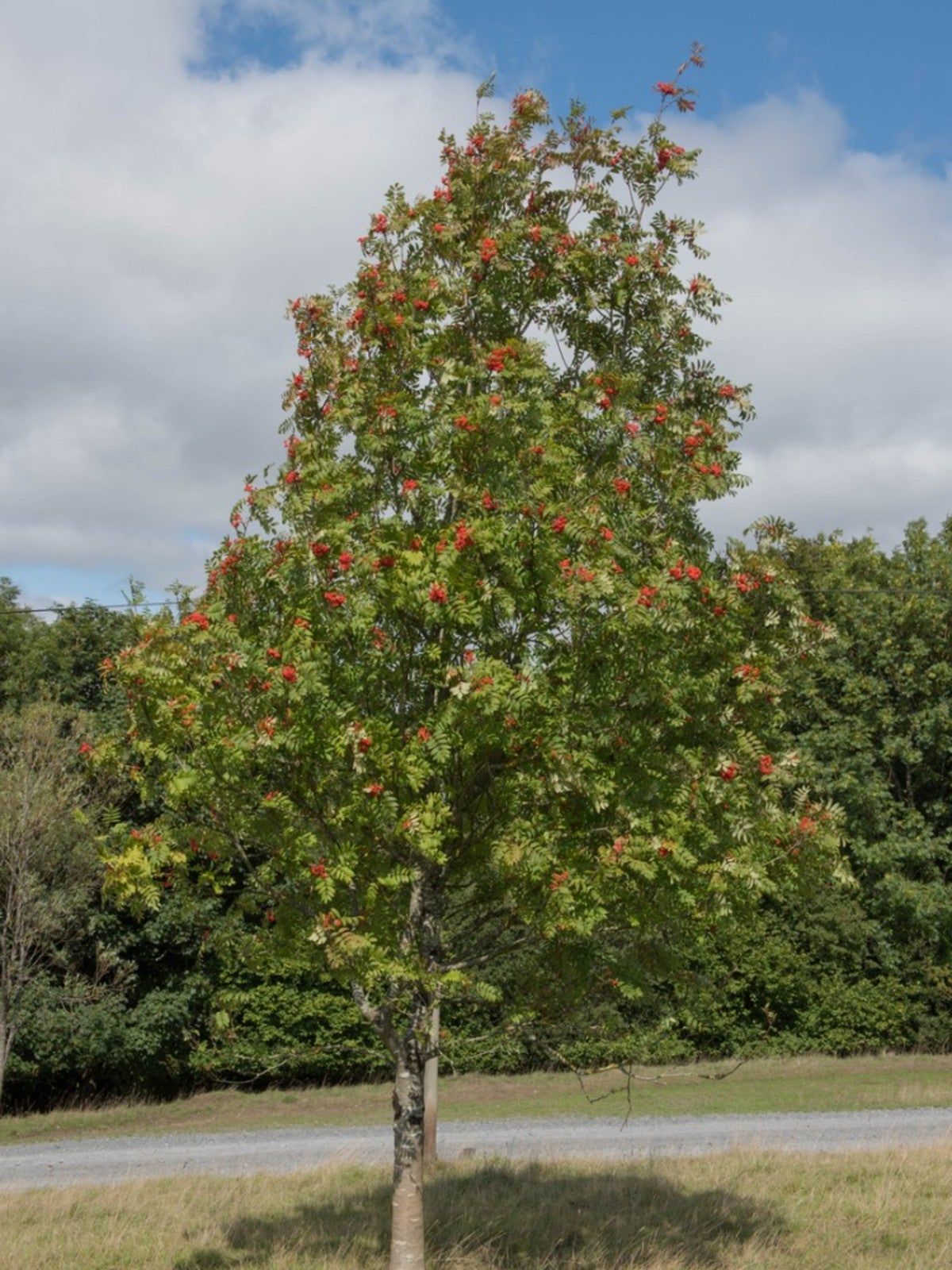 European Mountain Ash Tree Full Of Red Berries