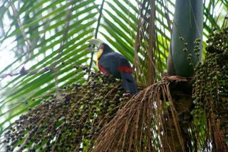 atlantic-forest-toucan-110424-02